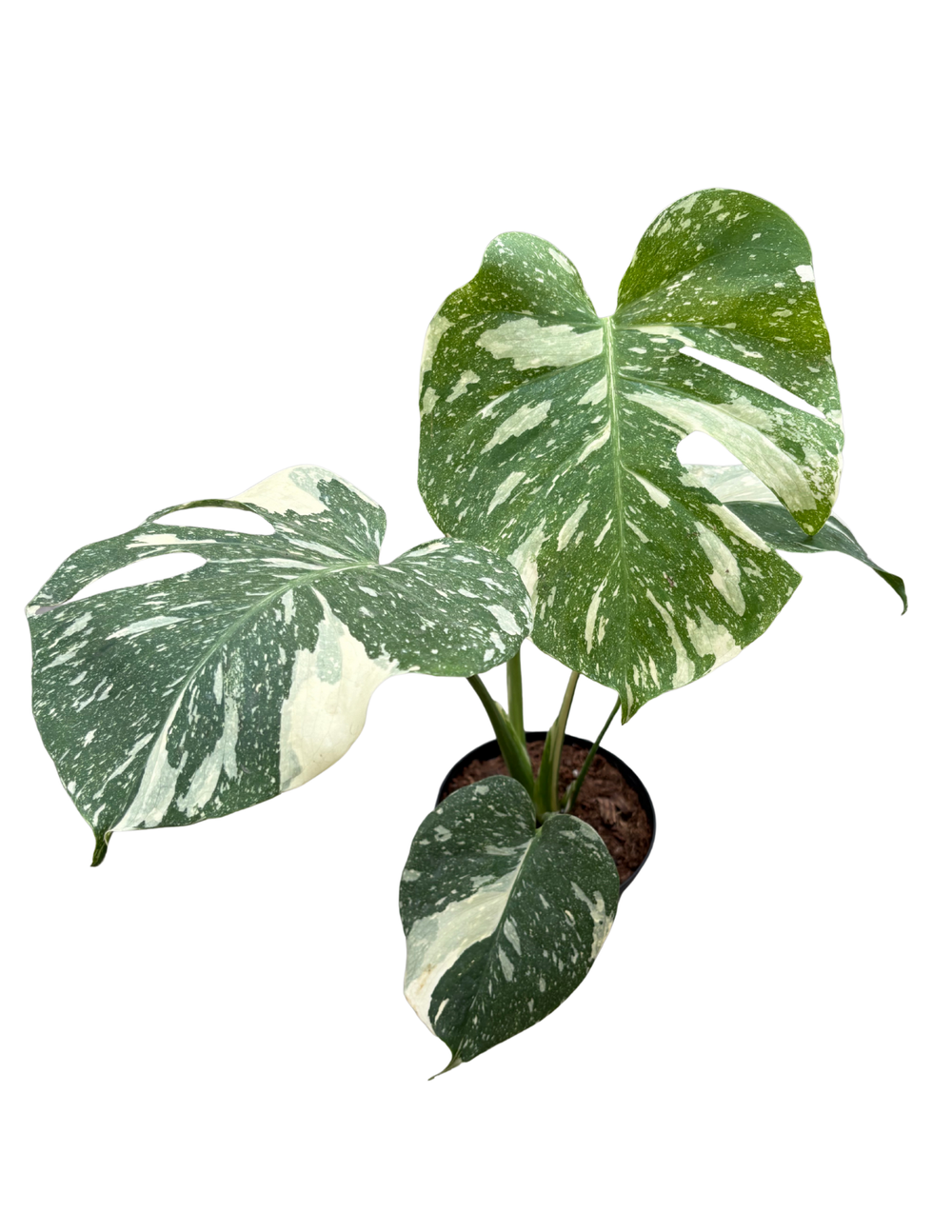 モンステラ・ポトス Monstera 'Thai Constellation Select' Monstera 'Thai Constellation Select'